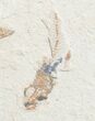 Fossil Coccodus (Crusher Fish) - Hgula Lebanon #9477-3